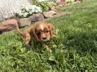 Savanna , a female Cavalier King Charles Spaniel for sale in Athens, WI – 9 of 9