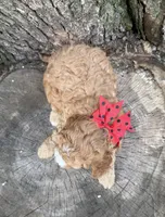 Gabe, a male Cavapoo for sale in Athens, WI – 5 of 10
