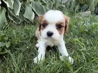 AKC Beatrice, a female Cavalier King Charles Spaniel for sale in Athens, WI – 9 of 10