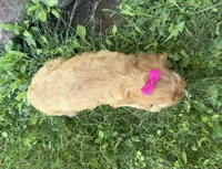 Casey, a female Cockapoo for sale in Athens, WI – 4 of 10
