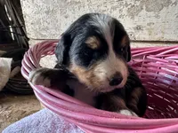 AKC Izzy, a female Bernese Mountain Dog for sale in Athens, WI – Photo 1 of 2