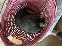 AKC Izzy, a female Bernese Mountain Dog for sale in Athens, WI – Photo 2 of 2