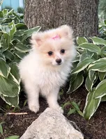 Opal, a  Maltese and Pomeranian for sale in Athens, WI – 2 of 10