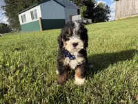 Tango, a male Bernedoodle for sale in Athens, WI – 3 of 10