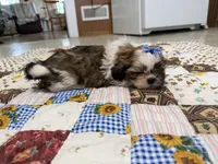 Firecracker, a female Shih Tzu for sale in Athens, WI – 5 of 10