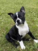 Rex, a male Boston Terrier for sale in Athens, WI – 3 of 10
