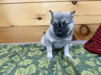 Victor , a male Pomsky for sale in Athens, WI – 4 of 9