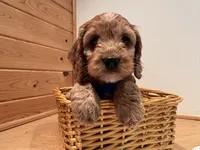 Milo, a male Cockapoo for sale in Athens, WI – Photo 3 of 10