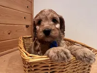 Milo, a male Cockapoo for sale in Athens, WI – Photo 5 of 10