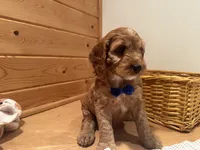 Milo, a male Cockapoo for sale in Athens, WI – Photo 9 of 10