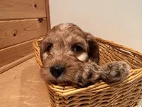 Milo, a male Cockapoo for sale in Athens, WI – Photo 2 of 10