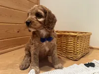 Milo, a male Cockapoo for sale in Athens, WI – Photo 7 of 10