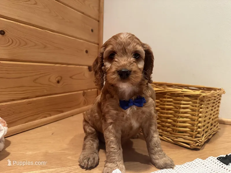 Milo – Cockapoo puppy for sale in Athens, WI