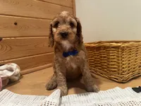 Milo, a male Cockapoo for sale in Athens, WI – Photo 8 of 10