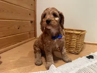 Milo, a male Cockapoo for sale in Athens, WI – Photo 6 of 10