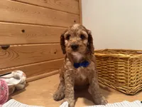 Milo, a male Cockapoo for sale in Athens, WI – Photo 10 of 10