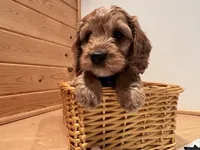 Milo, a male Cockapoo for sale in Athens, WI – Photo 4 of 10