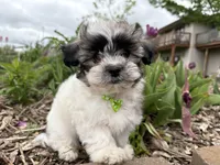Logan, a male Poodle - Miniature  and Mal Shi for sale in Athens, WI – 1 of 10