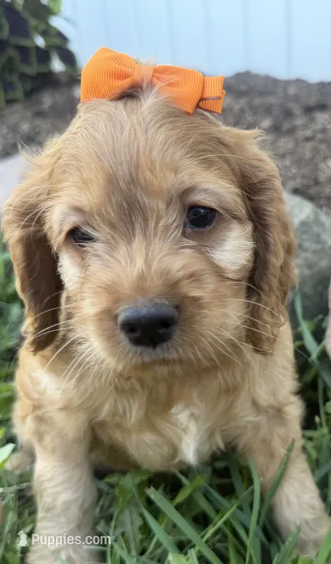 Carlee – Cockapoo puppy for sale in Athens, WI