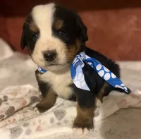 AKC Vinnie, a male Bernese Mountain Dog for sale in Athens, WI – 3 of 10