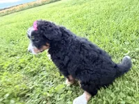 Sable, a female Bernedoodle for sale in Athens, WI – 7 of 10