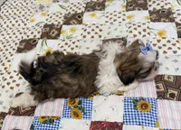 Firecracker, a female Shih Tzu for sale in Athens, WI – 7 of 10