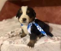 AKC Vinnie, a male Bernese Mountain Dog for sale in Athens, WI – 2 of 10