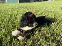 Trixie, a female Bernedoodle for sale in Athens, WI – 4 of 10
