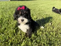 Trixie, a female Bernedoodle for sale in Athens, WI – 3 of 10