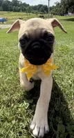 AKC ALLEN , a male Pug for sale in Athens, WI – 4 of 10
