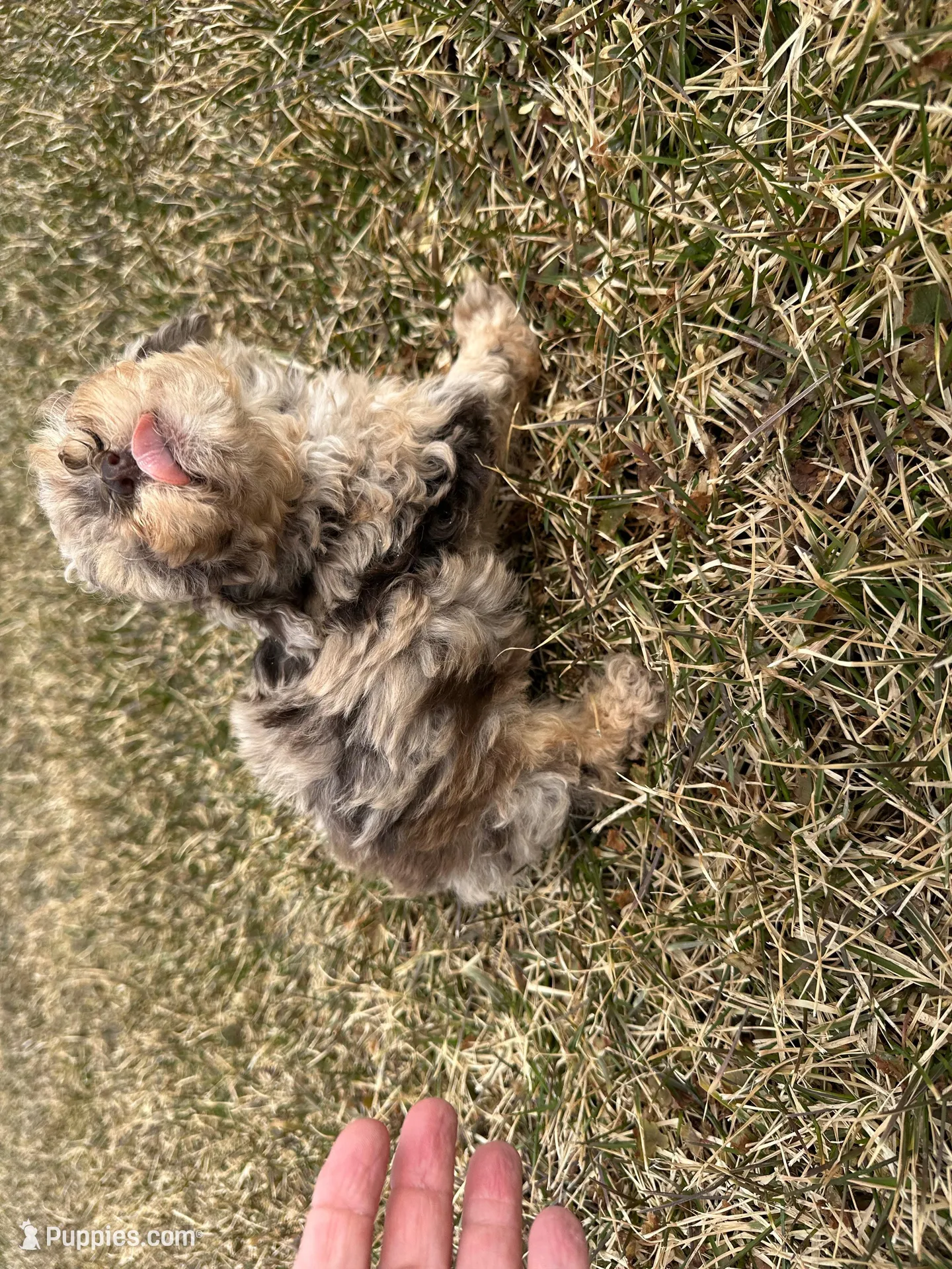 AKC Sayler, a female Poodle - Toy  for sale in Athens, WI – Photo 8 of 10