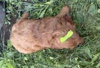 Carole, a female Cockapoo for sale in Athens, WI – 7 of 10