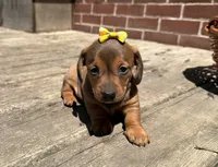 Queen , a female Miniature Dachshund for sale in Athens, WI – 7 of 10