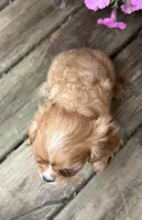 Duke, a male Cavalier King Charles Spaniel for sale in Athens, WI – 7 of 10