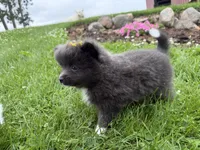 Harlee , a female Pomeranian for sale in Athens, WI – 8 of 10