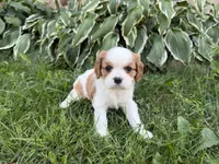 AKC Bristol , a female Cavalier King Charles Spaniel for sale in Athens, WI – 4 of 10