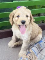 Carrie, a female Cockapoo for sale in Athens, WI – 4 of 10