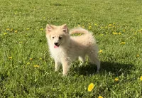 Alex, a male Pomimo for sale in Athens, WI – 5 of 10