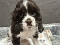 processed/460a9d35-d76f-407e-a50e-0be859d61cc8/listing/d0fc0a40-79cb-4390-a1c6-23fad14e9dc6/08d8bf8e-dbd8-465f-9e07-ed125c72b28d