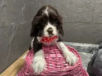 processed/460a9d35-d76f-407e-a50e-0be859d61cc8/listing/d0fc0a40-79cb-4390-a1c6-23fad14e9dc6/1acf513f-2904-4183-a94b-200873ccb2e8