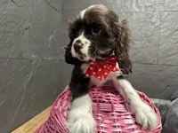 processed/460a9d35-d76f-407e-a50e-0be859d61cc8/listing/d0fc0a40-79cb-4390-a1c6-23fad14e9dc6/b66eaba4-790b-4dae-9032-3e8845a1aae6