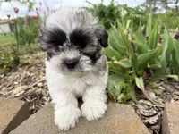 Logan, a male Poodle - Miniature  and Mal Shi for sale in Athens, WI – 3 of 10