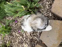 Logan, a male Poodle - Miniature  and Mal Shi for sale in Athens, WI – 8 of 10