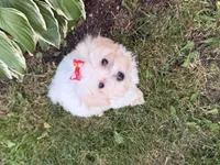 Carrie, a female Maltipoo for sale in Athens, WI – 9 of 10