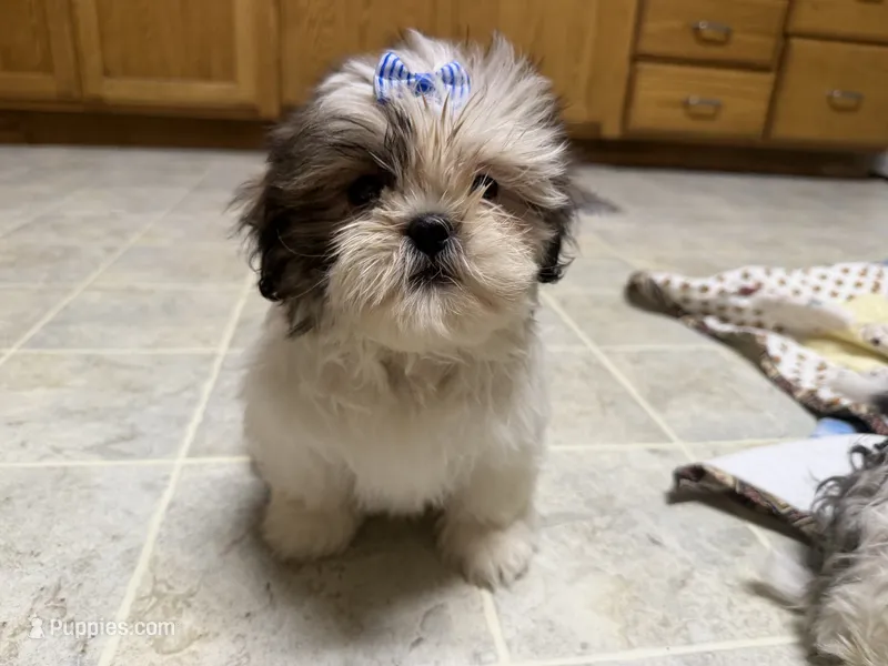 Stripes – Shih Tzu puppy for sale in Athens, WI