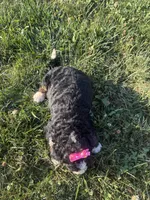 Sable, a female Bernedoodle for sale in Athens, WI – 10 of 10