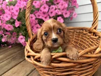 Duke, a male Cavalier King Charles Spaniel for sale in Athens, WI – 8 of 10
