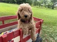 Shep, a male Miniature Goldendoodle for sale in Athens, WI – 3 of 10