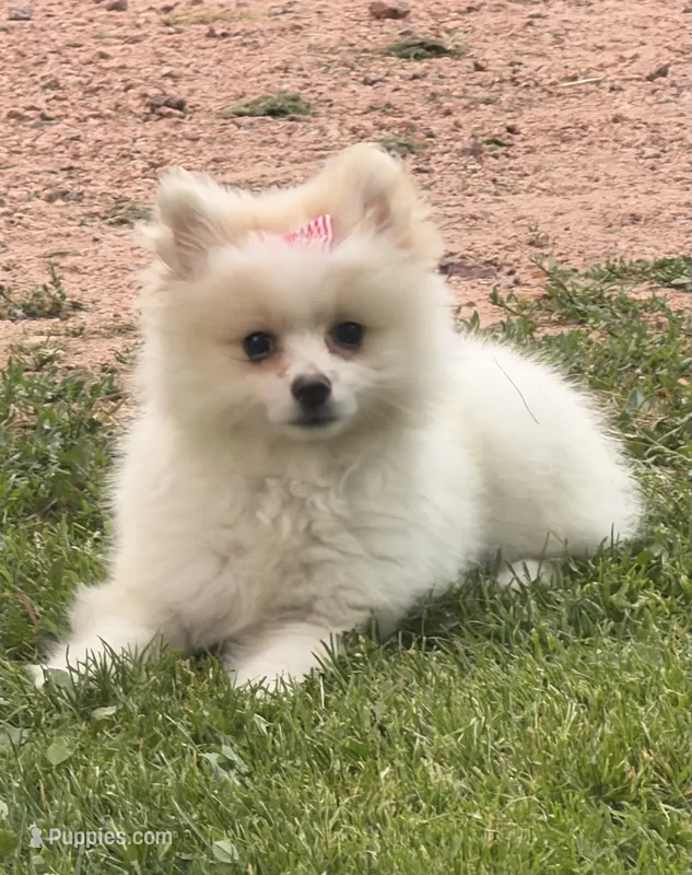 Opal – Maltese, Pomeranian puppy for sale in Athens, WI