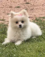 Opal, a  Maltese and Pomeranian for sale in Athens, WI – 1 of 10